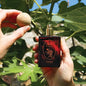 UK ONLY - Parfum - Wild Fig & Gardenia 50ml